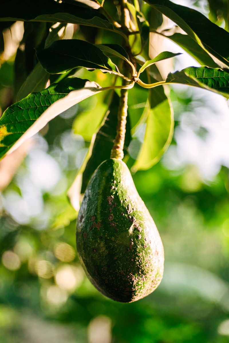 Avocado