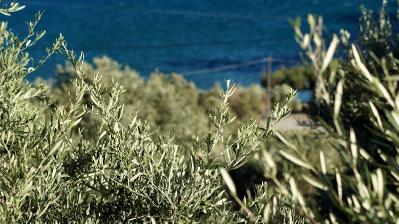 Olive Oil